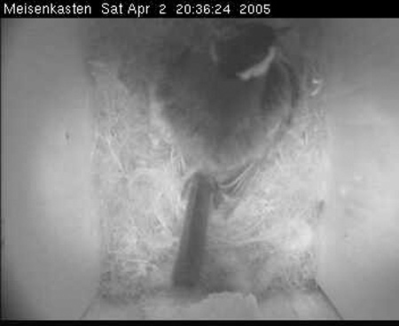 cam3_meise[16]