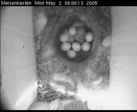 cam3_Kueken02