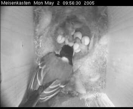 cam3_Kueken12a