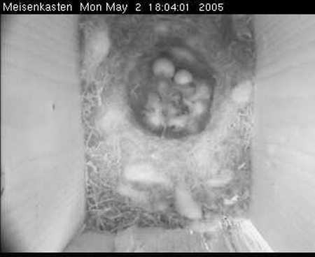 cam3_Kueken28