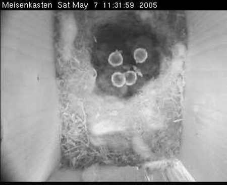 cam3_vogel2