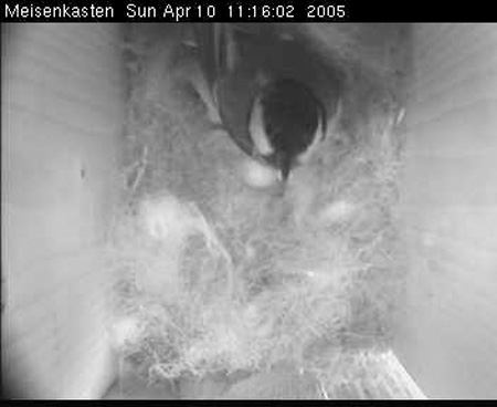 cam3_meise06