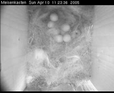 cam3_meise08
