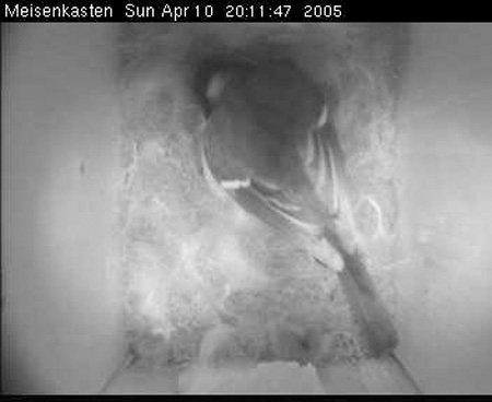 cam3_meise11