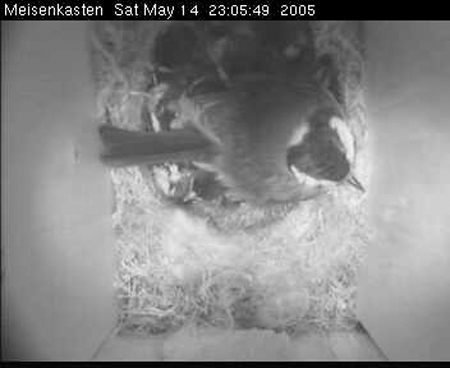 cam3_vogel208