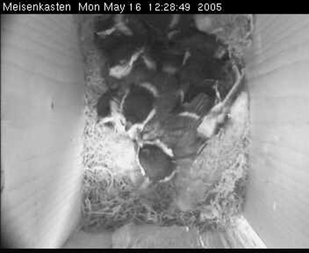 cam3_vogel223