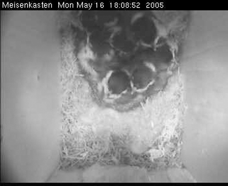 cam3_vogel224
